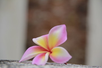 Pink frangipani flowers are blossoming beautifully.