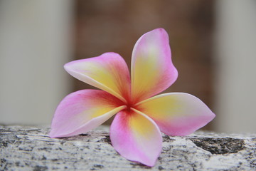 Fototapeta na wymiar Pink frangipani flowers are blossoming beautifully.