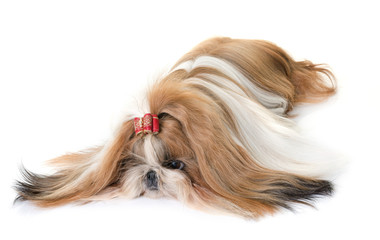 shihtzu in studio