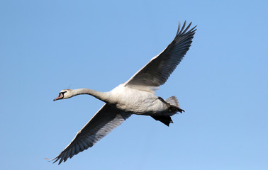 Obraz premium Mute Swan (Cygnus olor) flying over the River Danube at Zemun in the Belgrade Serbia.