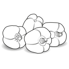 Vector image of paprika