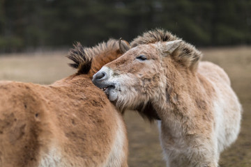 Obraz premium Wilde Pferde