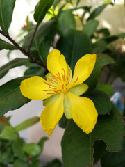 Yellow mickey mouse flower