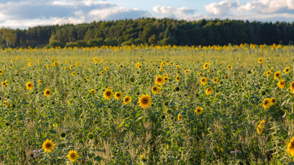 Field of sunflowers