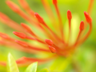 Macro shot of red flower stems, Thailand