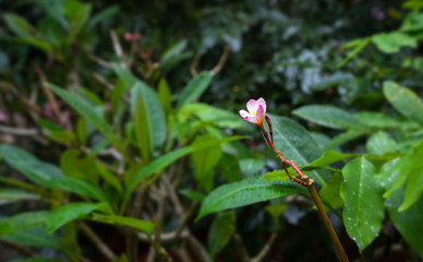 Pink Plumeria on rainy day.