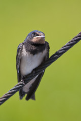 Young barn swallow sitting on a cable