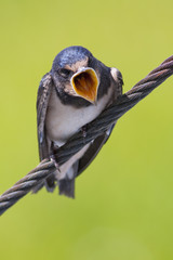 Hungry barn swallow