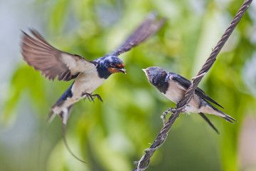 Barn swallow feeding its youngster sitting on a wire in flight
