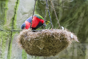 Black-capped Lory sitting at the nest.