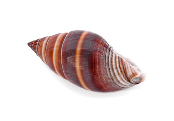 sea shell isolated on white