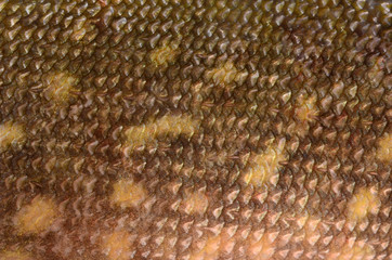 Scales of fish close up