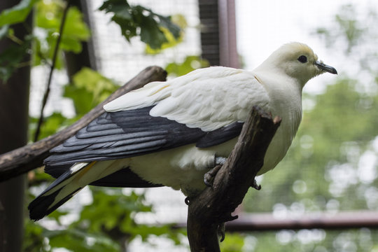 White pigeon sitting on a branch.