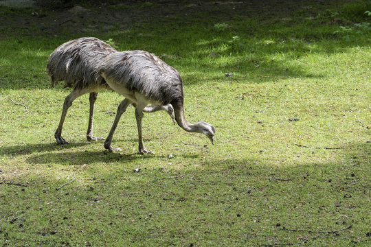 Two ostriches are looking for food in the grass.