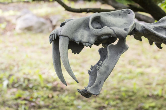 Open jaw of skeletal tiger skeleton.