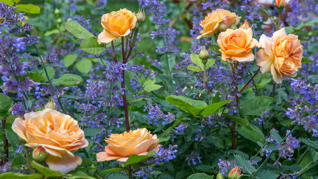 Blooming yellow orange roses in the garden on a sunny day. Charles Austin' Rose