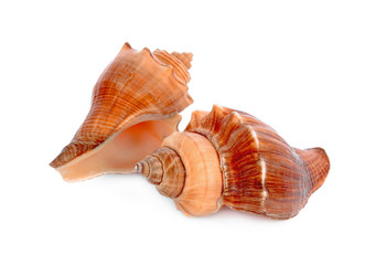 sea shell isolated on white