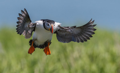 Obraz premium Atlantic Puffin