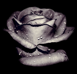 Obraz premium Beautiful close up single black and white vintage flower rose on dark background