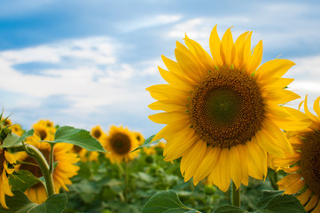 Fototapeta premium Blooming sunflower