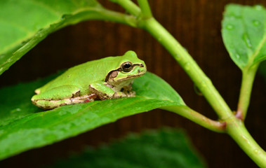 アマガエルと紫陽花の葉
