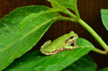 アマガエルと紫陽花の葉