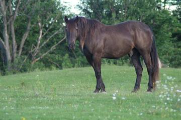 Obraz premium horse in field green grass outside landscape mammal