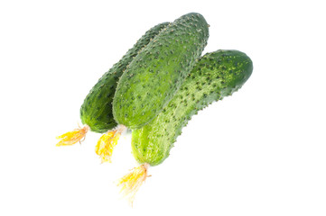 Fresh cucumbers on a white background