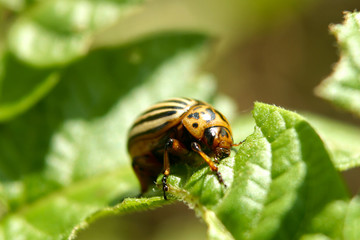 Obraz premium Potato beetle