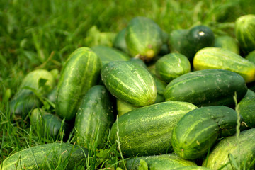 A pile of cucumber