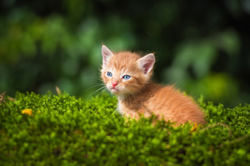 Naklejka na ściany i meble Adorable little red kitten in summer