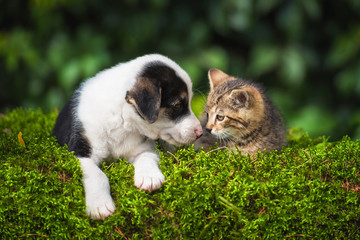 Little puppy with a little tabby kitten © Rita Kochmarjova