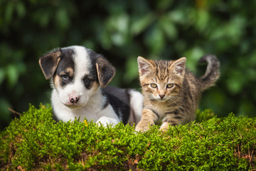 Friendship of little puppy with a little tabby kitten