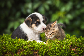 Friendship of little puppy with a little tabby kitten