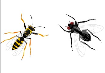 Fly and bee isolated on white vector illustration