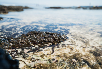 Meeresleben an der Küste mit blauem tropischen Wasser