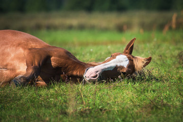 Naklejka na ściany i meble Red horse sleeping on the grass in summer