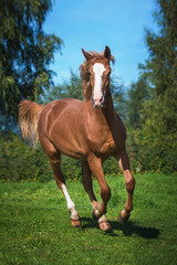 Beautiful horse running in summer