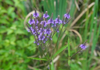 Blue Vervain