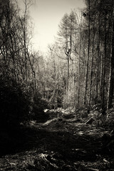 Obraz premium Low sun through trees in the woods