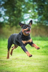 Happy rottweiler dog playing outdoors