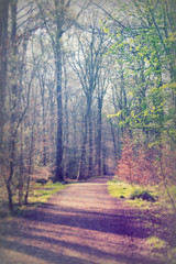 Low sun through trees in the woods