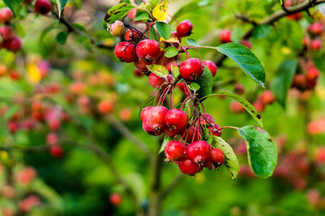 Malus toringo sargentii - Selective Focus