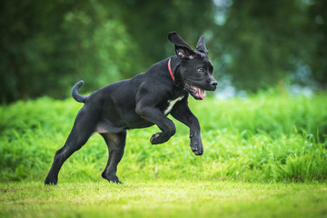 Cane corso puppy running