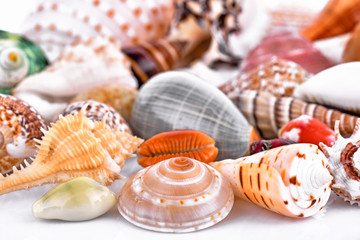 close-up variety shape of seashells