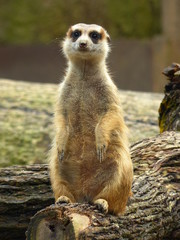 Charming meerkats in the wild