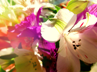 Wonderful gorgeous background of alstroemeria with brilliance effect 