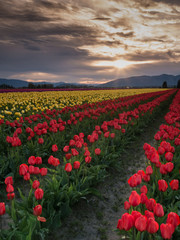 Sunrise over Skagit Valley