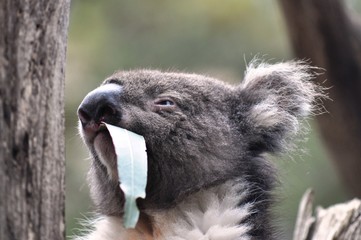 koala eucalyptus