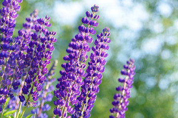 Lupinus, lupin, lupine field with pink purple and blue flowers. Bunch of lupines summer flower background